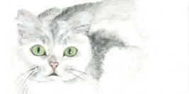 Chats/Cats/Katzen/Gato