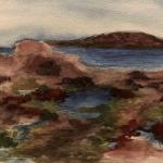 Algues maree basse TN