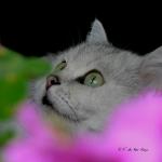 Bokeh cat