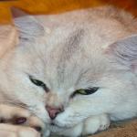 Non merci pas de photo ce soir