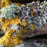 Abstract Lichens