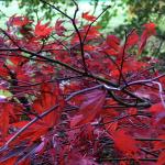 Bois des moutiers fall 2012 (35)