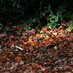 Bois des moutiers fall 2012 (25)