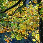 Bois des moutiers fall 2012 (43)