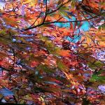 Bois des moutiers fall 2012 (55)