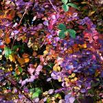 Chant d'automne 2012 (15)