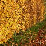 Chant d'automne 2012 (18)