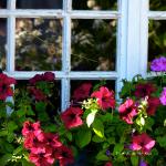 3 mooses looking at the flowers
