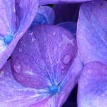 Blue and purple in the rain