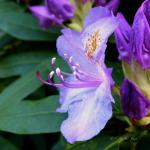 Rhododendron