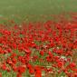 Poppies in the wind III