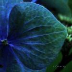 Bois des Moutiers  (97) Summer 2012