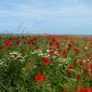 Poppies in the wind II