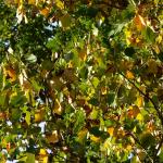 Bois des moutiers fall 2012 (26)