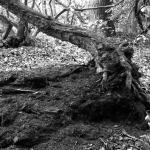 Bois des Moutiers (20) Mai 2012