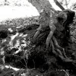 Bois des Moutiers (280) Mai 2012