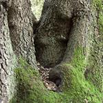 Bois des Moutiers (44) Mai 2012