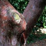 Bois des Moutiers  (57) Summer 2012