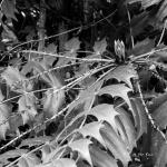 Bois des Moutiers (7) Mai 2012