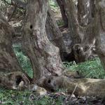 Bois des Moutiers (129) mars 2012