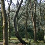 Bois des Moutiers (38) mars 2012