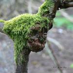 Bois des Moutiers (80) mars 2012