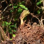 Bois des Moutiers (87) mars 2012