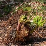 Bois des Moutiers (88) mars 2012