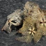 hortensia squelette