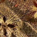 La fin des hortensias