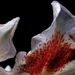 Panthère végétale