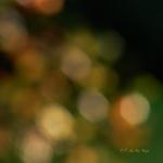 Bois des moutiers fall 2012 (65)