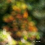 Bois des moutiers fall 2012 (71)