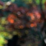 Bois des moutiers fall 2012 (72)