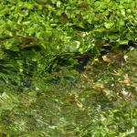 Reflets et tourbillons