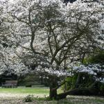 Bois des Moutiers (1) avril 2012