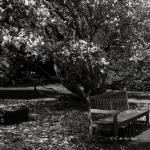 Bois des Moutiers (14) Avril 2012