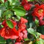 Bois des Moutiers (15) Avril 2012