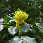 Bois des Moutiers (16) Avril 2012