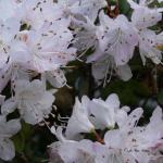 Bois des Moutiers (20) Avril 2012