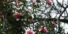 Bois des Moutiers - Avril - Romantique