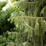 Bois des Moutiers (31) avril 2012