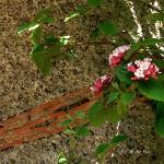 Bois des Moutiers (36) avril 2012