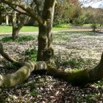 Bois des Moutiers (39) avril 2012