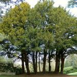 Bois des Moutiers (40) avril 2012