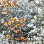 Bois des Moutiers (2) avril 2012