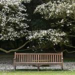 Le Bois des Moutiers (4) avril 2012