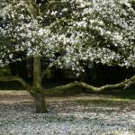 Le Bois des Moutiers (7) avril 2012