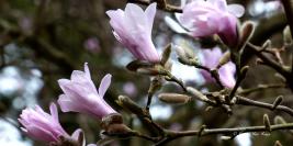 Bois des Moutiers - Avril - Romantique