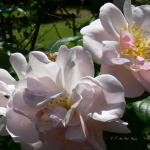 Bois des Moutiers (13) Summer 2012